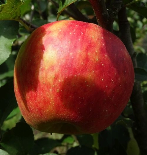 Obstbaum Elstar, Spalier, Spindel, Busch, Halbstamm Kaufen
